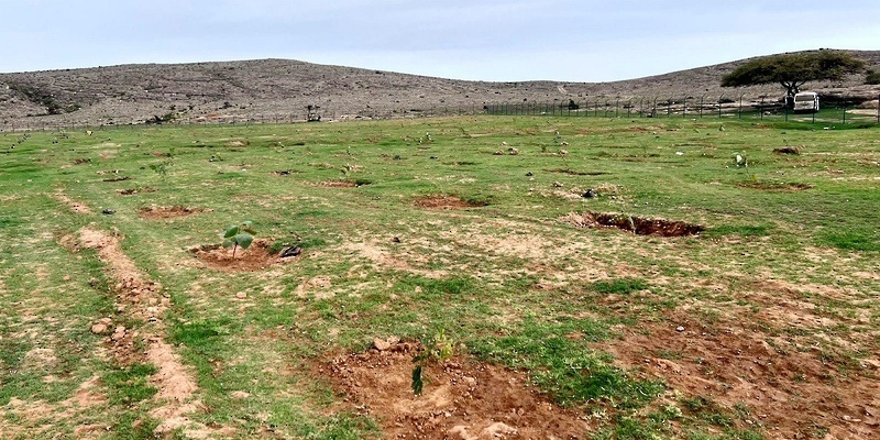 استزراع ضمن المبادرة الوطنية استزراع 70 الف شجرة بمحافظة ظفار  
