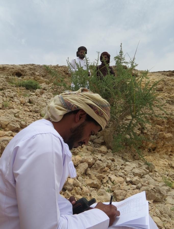 اشجار-المر-1 انتشار اشجار المر العربي بمحافظة ظفار