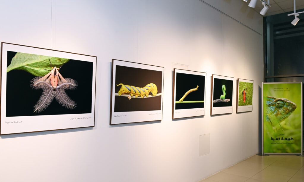 طبيعة-3-1024x615 افتتاح معرض (( طبيعة خفية )) صور من الحياة الفطرية العمانية بالجمعية العمانية للفنون