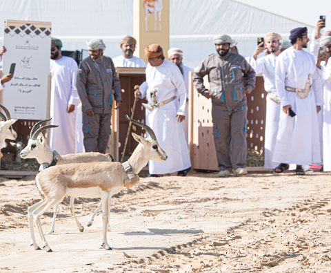 الريم