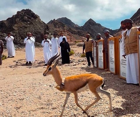 غزال ارينا