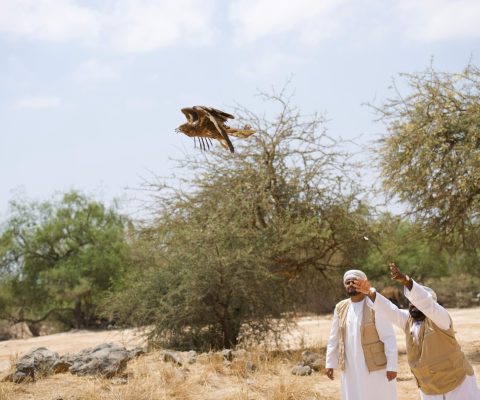 طيور جارحة