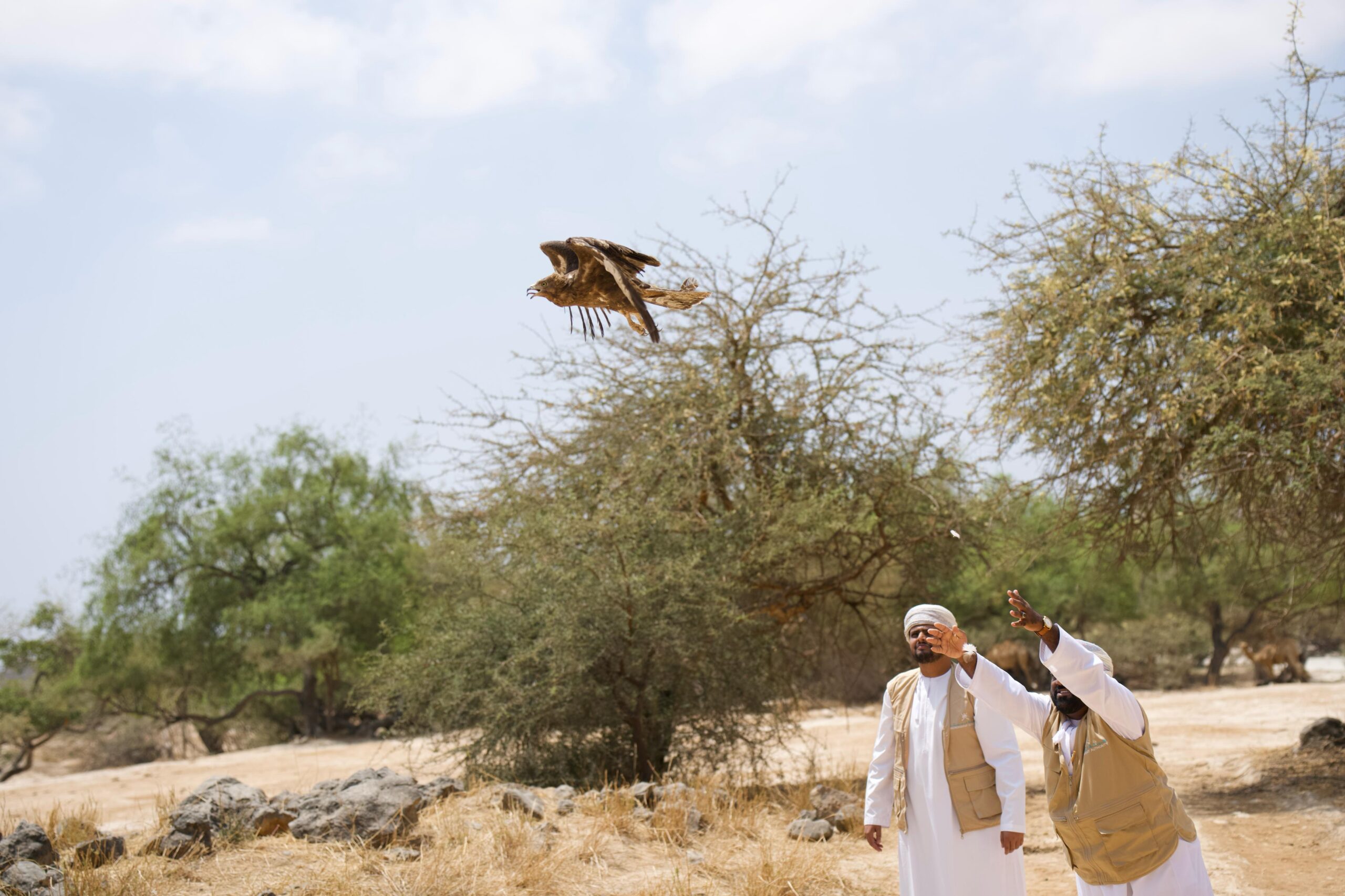 طيور جارحة scaled