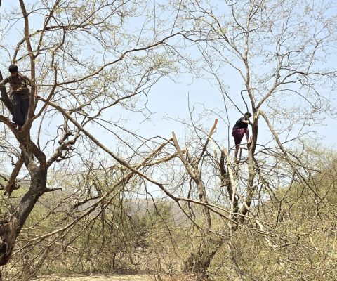 تقليم الشجرة 1