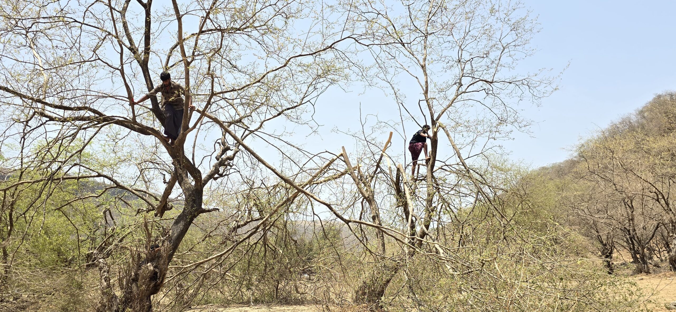 تقليم الشجرة 1 scaled