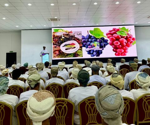 مهرجان العنب 7