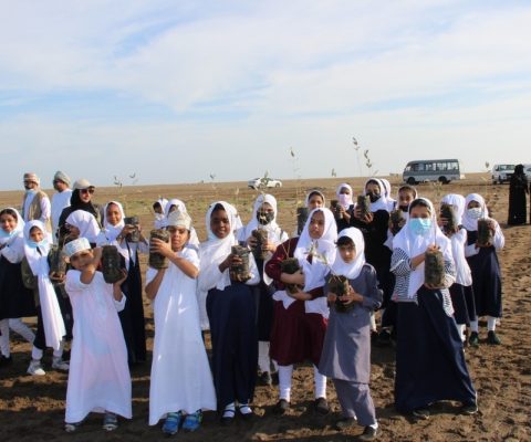 الغطاء النباتي