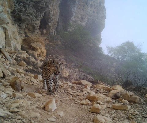 C[P] R0S9 T83F:P0000 CORE_CAM M3