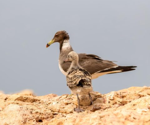 الفطرية