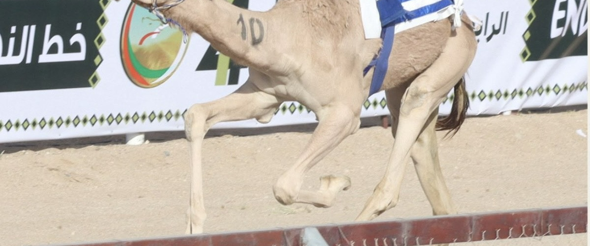 الأبيض 1 1199x500