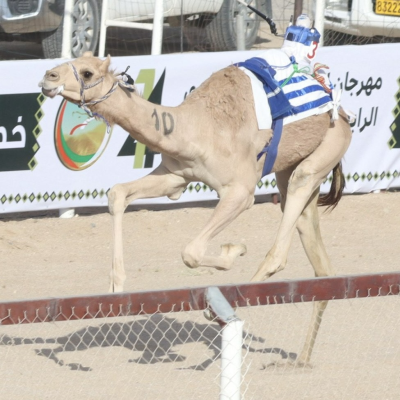 الأبيض 1