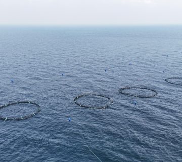 الاكتفاء 360x320