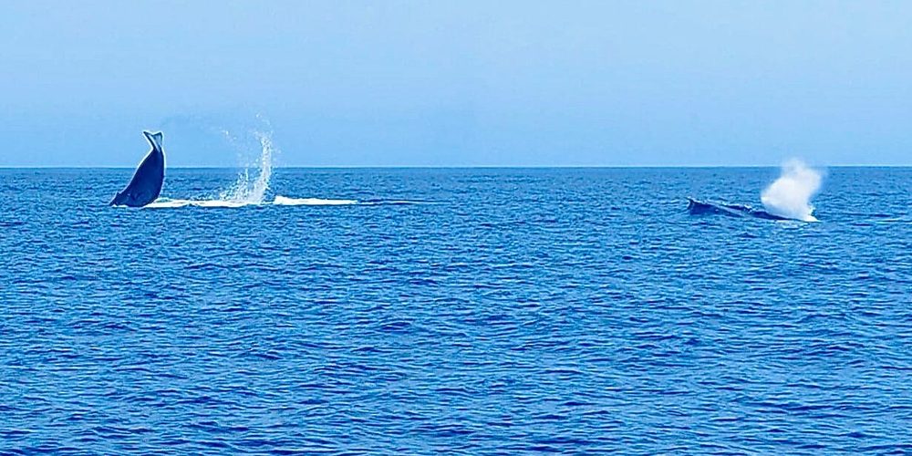 حوتين 1000x500