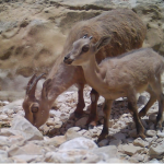 توثيق 150x150