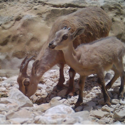 توثيق