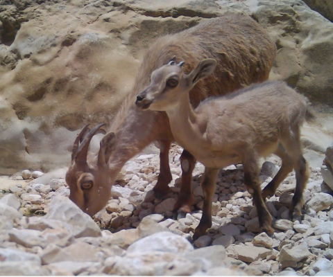 توثيق