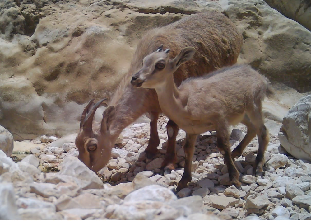 توثيق