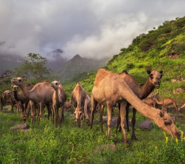 الإيسيسكو 360x320