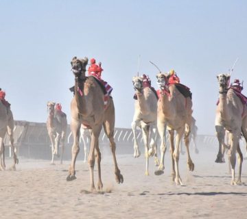 الهجن 2 360x320