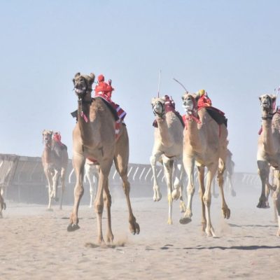 الهجن 2