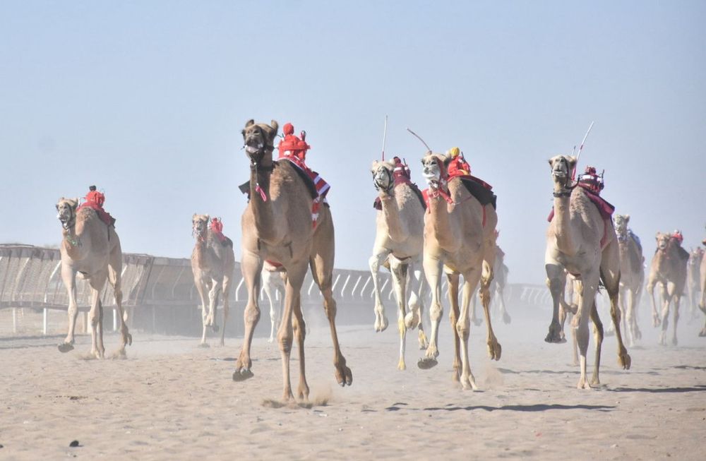 الهجن 2
