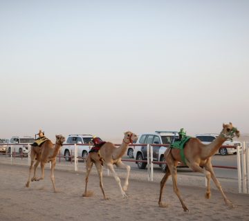 الهجن 360x320